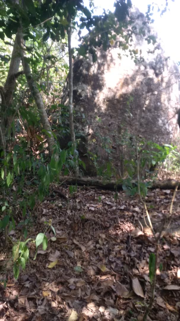 Dark granite bedrock exposed at surface level on the quarry property